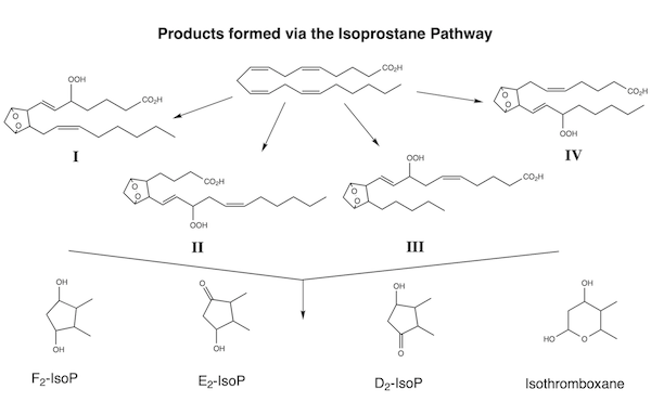 Isoprostane Pathway