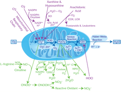 Oxidative Pathways